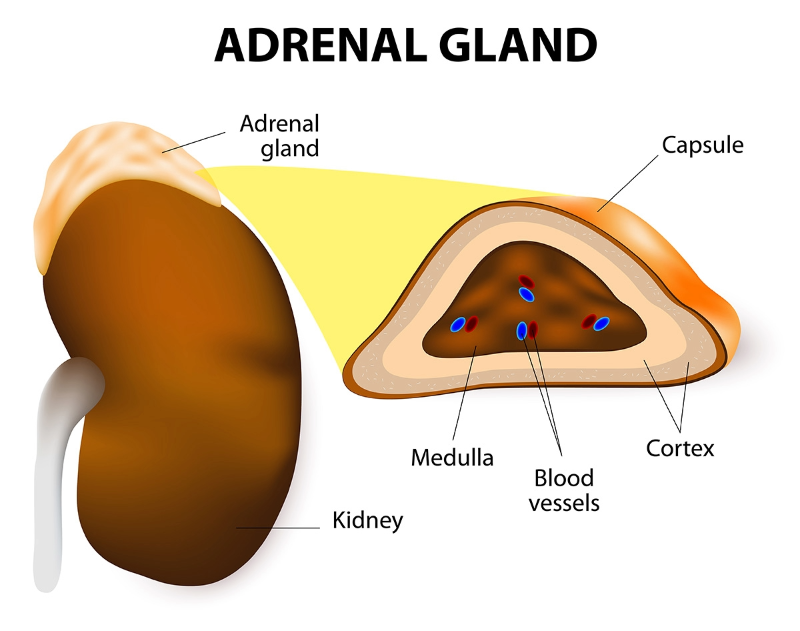 Illustration of the adrenal glands located on top of the kidneys, showing their structure and hormonal function