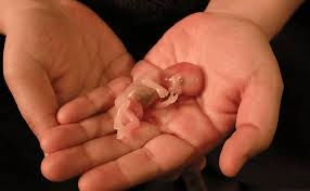 A close-up of a hand gently holding items symbolizing miscarriage, representing loss and hope for healing