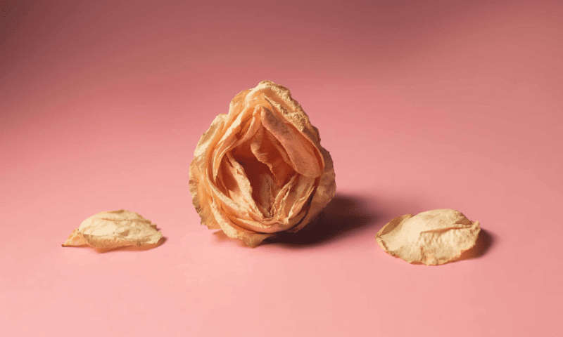 Artistic illustration showing a vagina depicted as a dried flower, symbolizing vaginal dryness